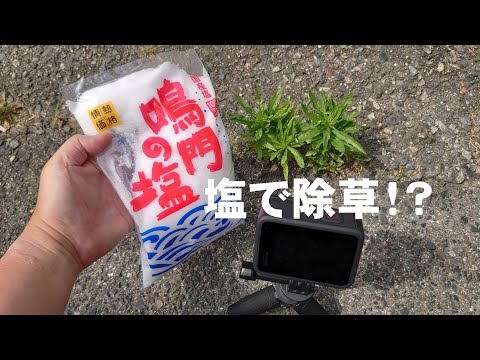 庭に塩をまく：植物にとって有益ですか？  庭園