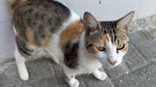 Daily stray cats in Istanbul 🐈