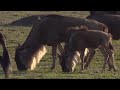 Mass Wildebeest Exodus Massive Nature BBC Earth