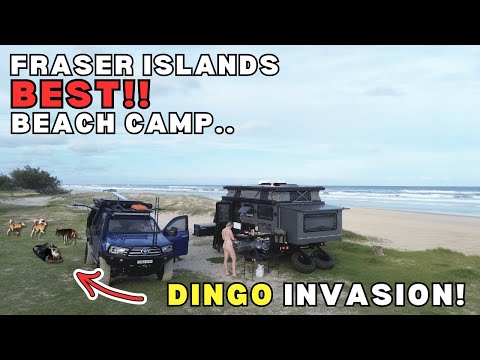 K'GARI (FRASER ISLAND) | Ist Eli Creek den Hype wert? Wir können es nicht fassen! Dingo-Invasion