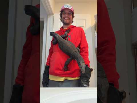 Same ole Spyro… #reptiles #shorts