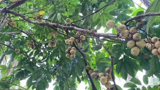 Enjoying the abundant life in the province|So many blessings to be thankful for.❤️