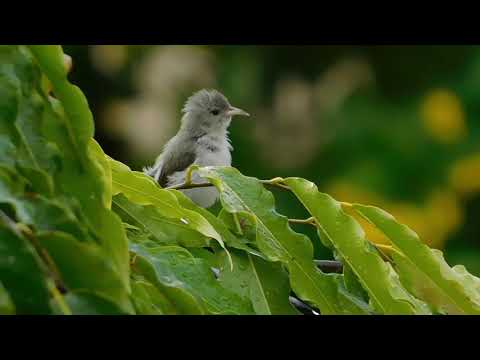 Bobuliar hájový (Dicaeum erythrorhynchos) — spev a hlas v prírode