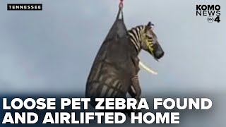 Zebra that eluded searchers for days captured and airlifted in Tennessee