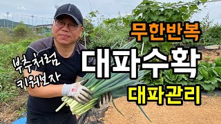 무한반복 대파수확하기 / 부추처럼 키워도 되나요? / 대파 잘 키우기