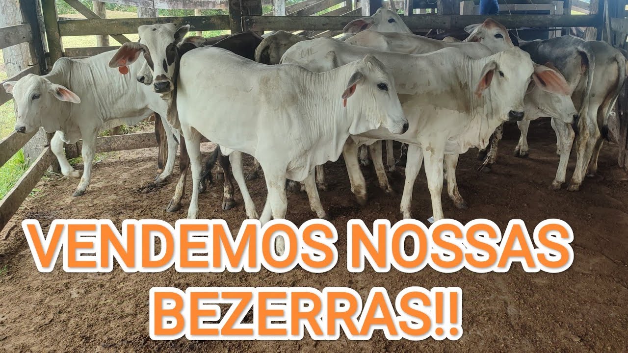 Preço da BEZERRA Atualizado Mês de Outubro!! Vendemos umas Bezerras!!