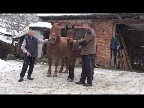Caii lui Liviu de la Tauti, Cluj 28 dec 2018
