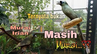 Download lagu Rilis Murai Irian (Tangkar Centrong)  ke Aviary Atap Rumah mp3