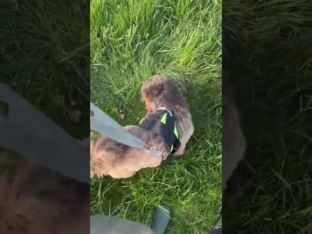 Play video