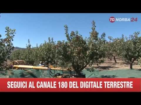 Toro martello e la sua applicazione Per lingrandimento del pene generale