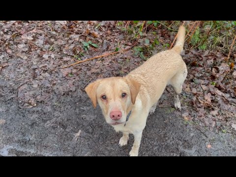 Olive and Mabel - lockdown life