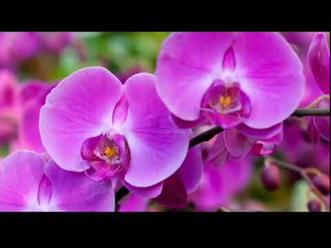 Opwekking 705 Aan de maaltijd