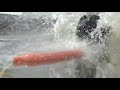 PRO PLAN Dog Dreams Diving