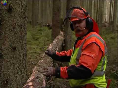 Arbete i stormfälld skog