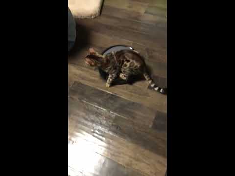 Aloracats Bengal Kitten - Riding Vacuum Robot