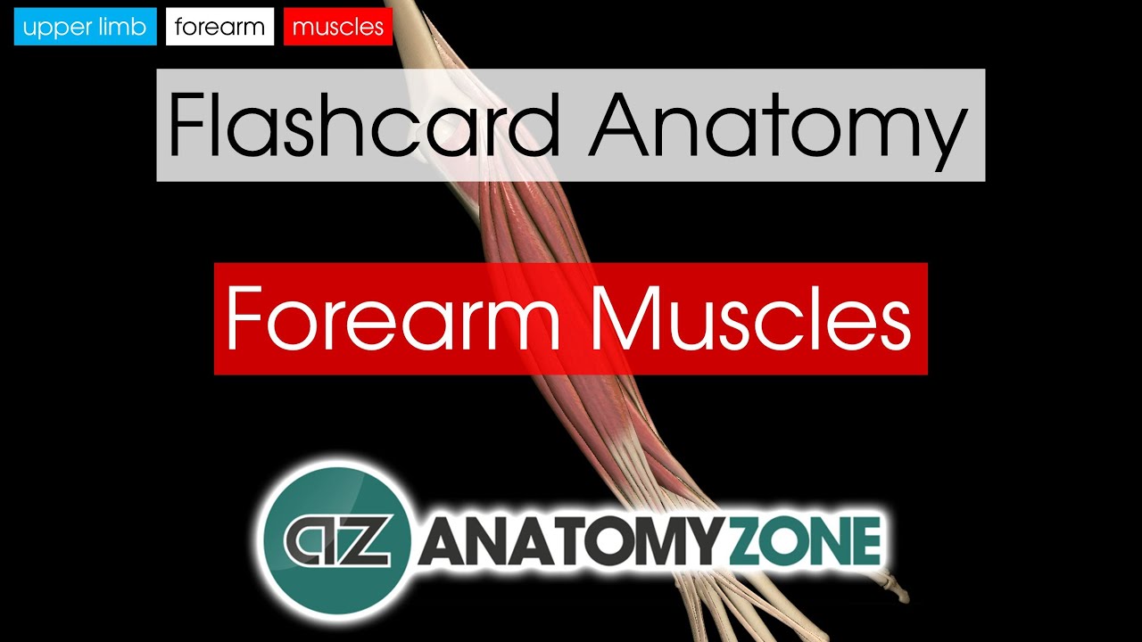 Forearm Muscles | Flashcard Anatomy