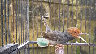 Download lagu Suara prenjak tamu jantan gacor ‼️ Pikat burung pernjak ciblek jantan betina liaran di alam AMPUH mp3