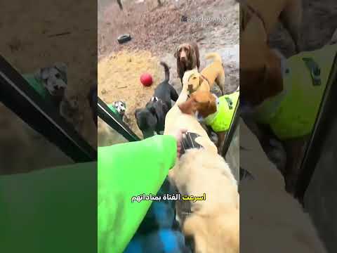 إنقاذ الكلاب من العاصفة 🐕⛈️