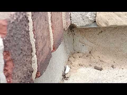 Ants in the Front Stoop in Monroe Township, NJ