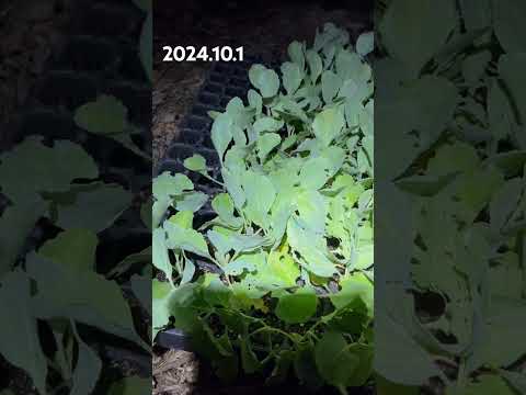 キャベツを虫から守る方法 