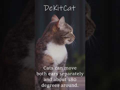 Cats can move both ears separately and about 180 degrees around.