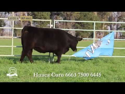 HUACA CURU   VAQUILLONAS   LOTE 6