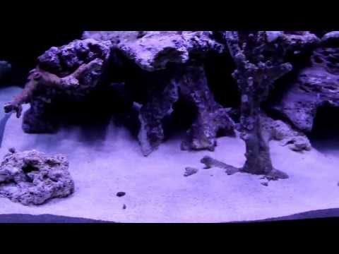 MJ's 234 Gallon Reef Tank Build with 2 GHL Mitras (LEDs)