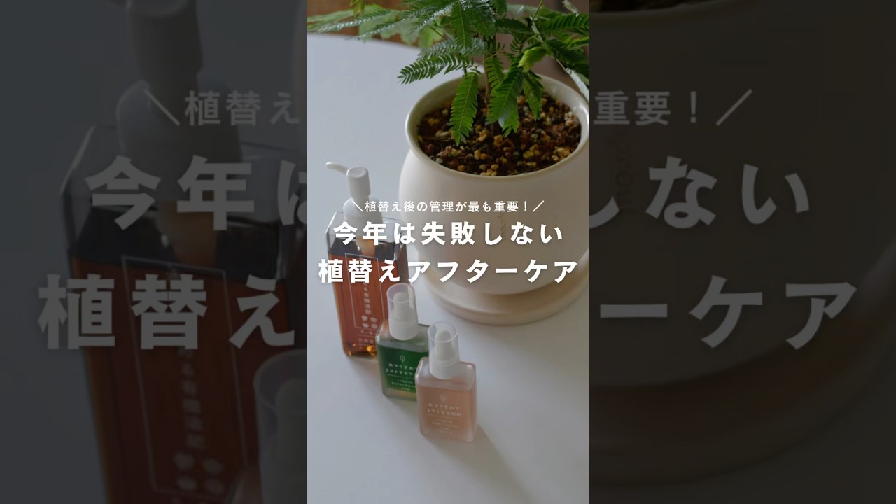 【初心者必見】今年は失敗しない植替えアフターケア #観葉植物 #肥料 #PR