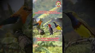 Download lagu SUARA PIKAT SOGON RIBUT KOMBINASI SUARA BURUNG KEMADE #sogon #pikatburcil #kemade #kemadegacor mp3