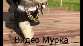 Цвет настроения ЧЁРНЫЙ! Лучшая пародия на клип Егора Крида!!!