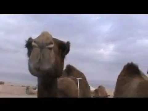 Camels in the desert