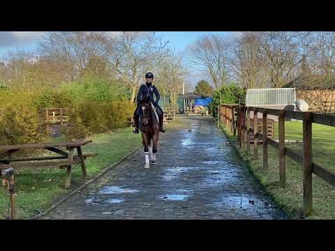 Palinka: Fuerst Fohlenhof x Saros van 't Gestelhof