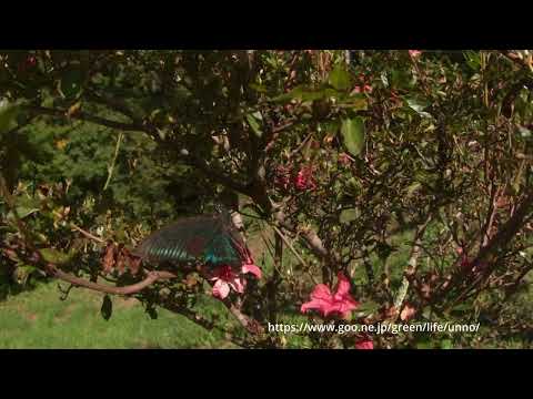 ボロボロのミヤマカラスアゲハ