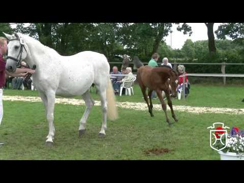 SE056 Stutfohlen von Casaltino - Acobat II - Cantus