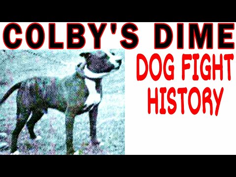 The legendary Colby's Dime - a Legend in the History of Amazing Pitbulls #apbt #dogfighting #bull