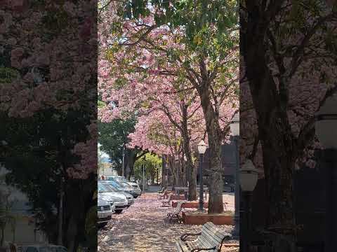 Ipê Rosa na Praça Igreja Matriz São Pedro -SP @edileneleonardi