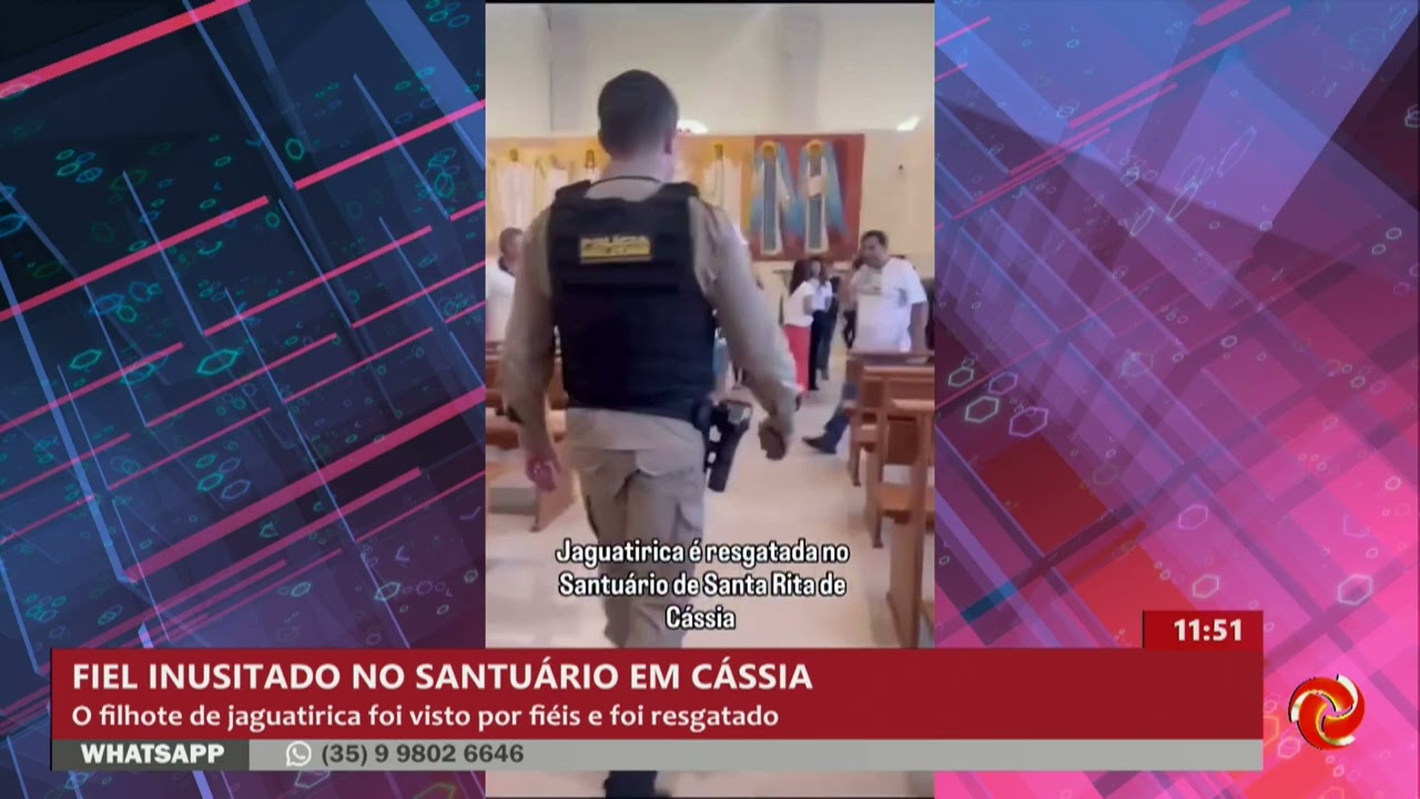 Filhote de jaguatirica é resgatado em Santuário em Cássia