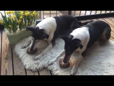 Happy birthday Hilma!