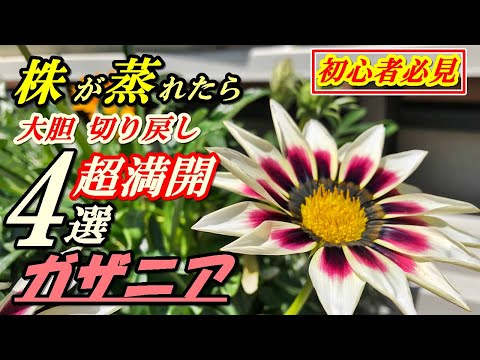 ガザニア、真昼の金 植物