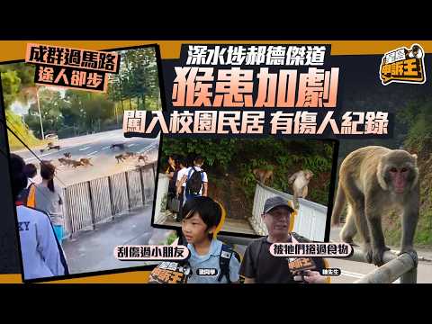 星島申訴王｜深水埗郝德傑道猴患加劇 闖入校園民居有傷人紀錄｜猴子｜金山郊野公園｜深水埗｜滋擾｜星島頭條新聞