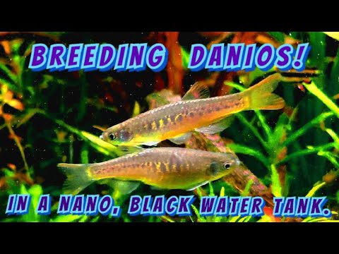 How To Breed Danios ( The Rare Maetangensis or Fire Bar Danio) in A Nano 5 Gallon Black Water Tank!