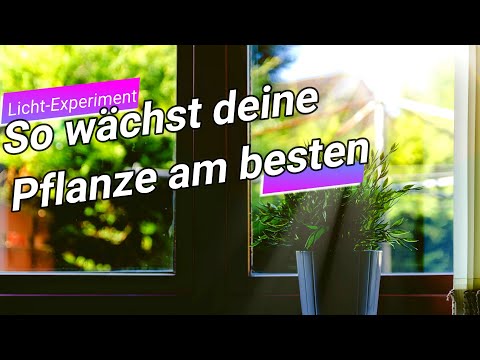, title : 'Zimmerpflanzen Pflege: Pflanzenlampe vs. Fensterbank - Licht gleich Wachstum?'