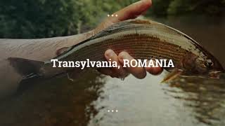 preview picture of video 'Outdoor Transylvania Fly Fishing Romania(25)'