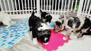 Video preview image #3 Bordoodle Puppy For Sale in STRAFFORD, MO, USA