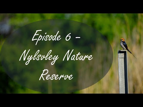 Birding at Nylsvley Nature Reserve
