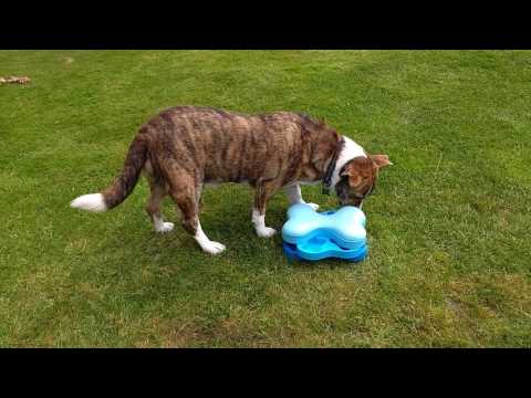 The Complete Dog video.