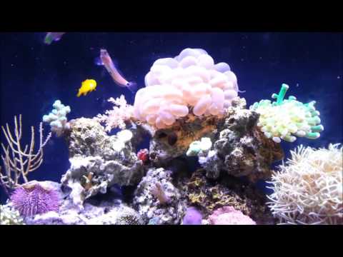 10 Gallon Reef Tank -  3 Months Old