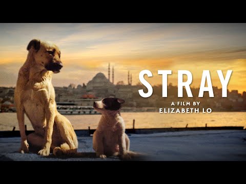 Stray ( Stray ) Stray ( Stray )