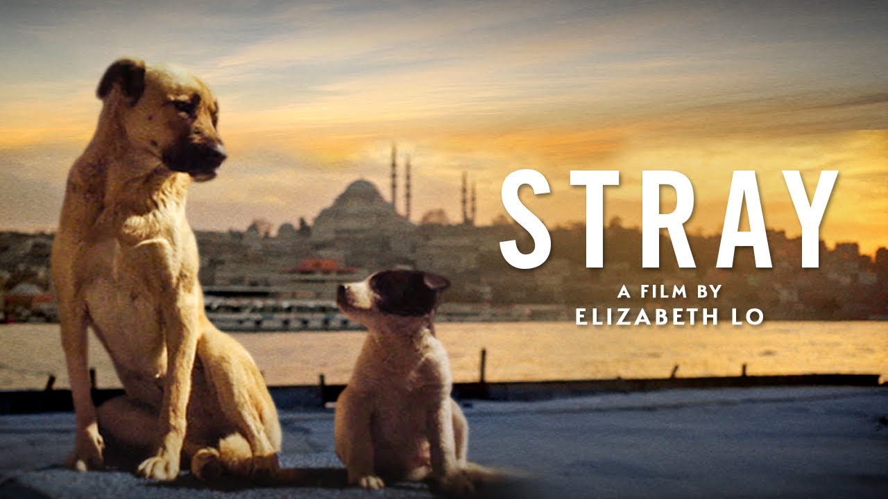 Stray (2020)