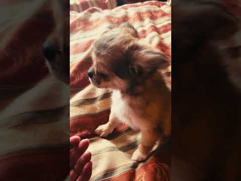 Chihuahua puppy for sale
